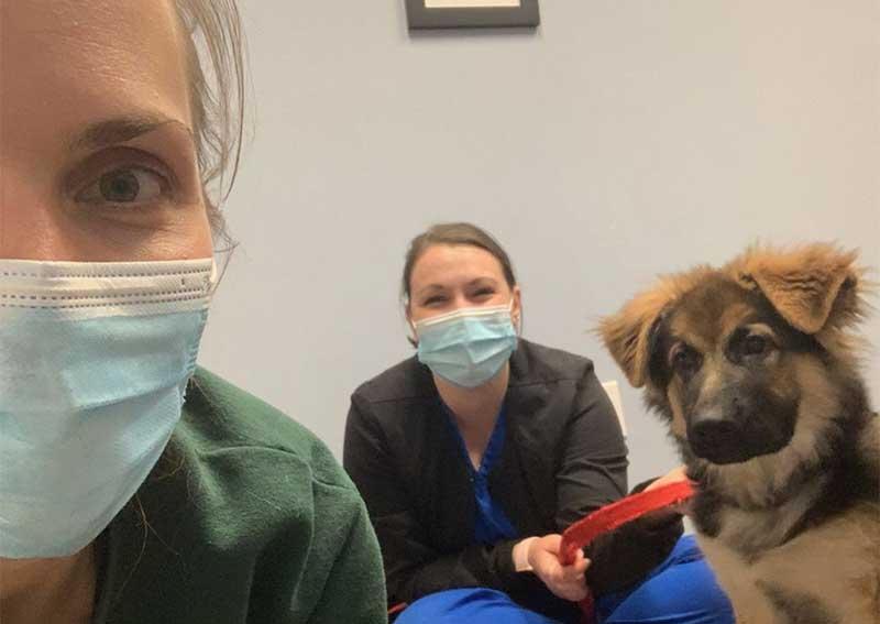 Puppy Veterinary Care, Ashland